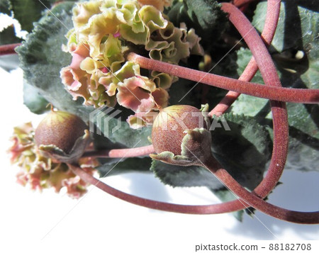 Cyclamen Forest Fairy Seed Pot 88182708