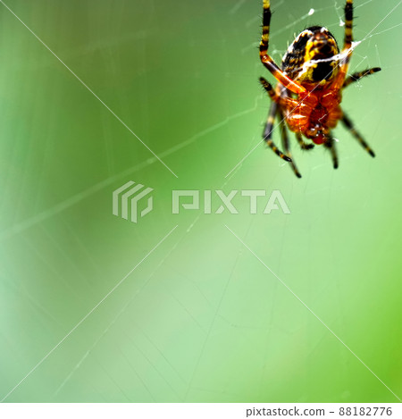 Wasp spider, Argiope bruennichi, in spider web against a green background 88182776