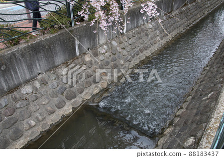 垂枝櫻花和二影水道 垂枝櫻花和二影水道 88183437