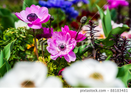 Anemone blooming spring flowerbed Anemone blooming spring flowerbed 88183481