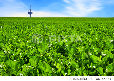 Field with young sugar beets to the horizon, behind which rises the top of a television tower 88183875