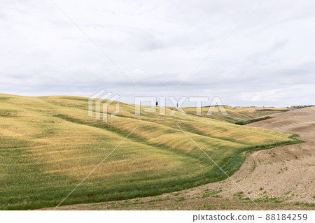 Two lonely cypress trees on a hilltop in the middle of the endless expanses of Tuscan meadows 88184259