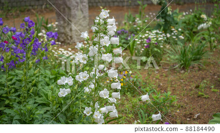 白色坎特伯雷鐘聲花 88184490