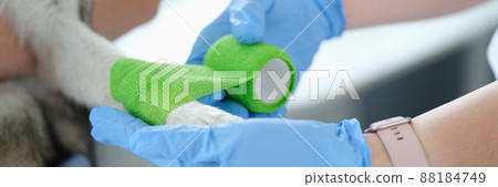 Veterinarian doctor bandages sore paw of dog closeup 88184749