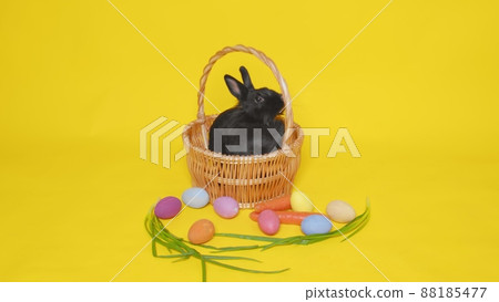 A black rabbit is sitting in a corina on a yellow background. Next to him are colorful Easter eggs with green onions and carrots. Easter. 88185477