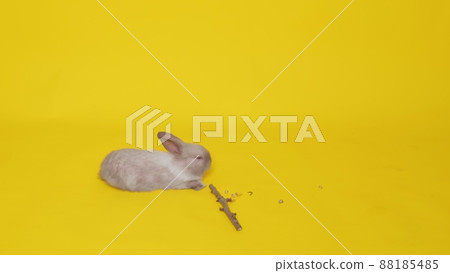 A beige rabbit jumps on a yellow background. Pets. Easter A beige rabbit jumps on a yellow background. Pets. Easter 88185485