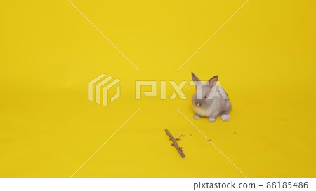 A beige rabbit jumps on a yellow background. Pets. Easter 88185486