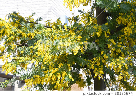 Mimosa Mimosa 88185674