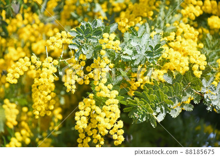 Mimosa Mimosa 88185675