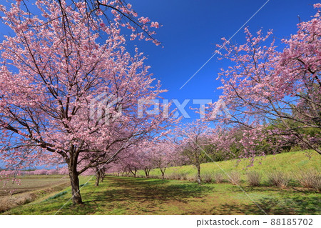 Kitaasaba, Sakado City, Saitama Prefecture Kitaasaba Sakuratsutsumi Park, Angyo cold cherry trees lined with early blooming cherry blossoms in full bloom 88185702
