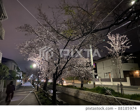 大阪府八尾市玉子川夜櫻 88185974