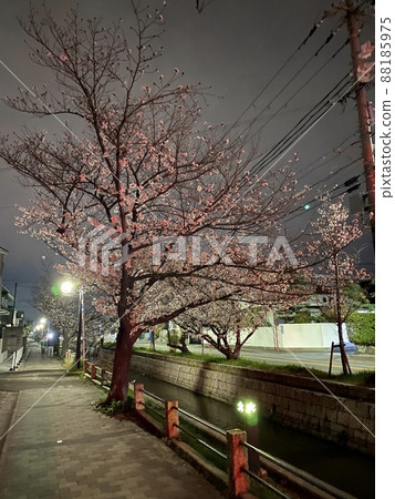 大阪府八尾市玉子川夜櫻 88185975