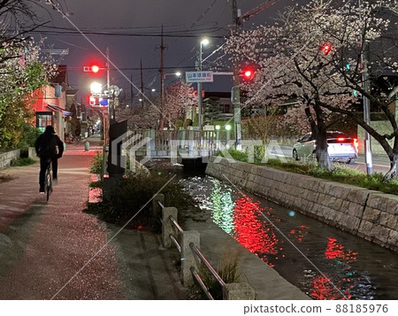 大阪府八尾市玉子川夜櫻 88185976