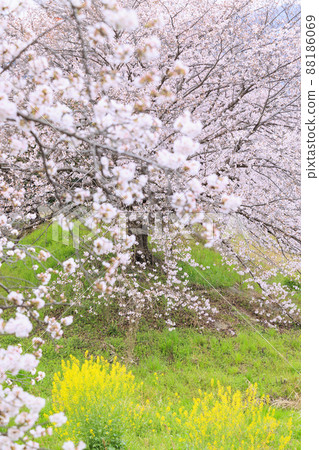Senbon Sakura Takada in full bloom Senbon Sakura Takada in full bloom 88186069