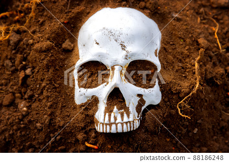 Maggots crawling on dead skull closeup photo Maggots crawling on dead skull closeup photo 88186248