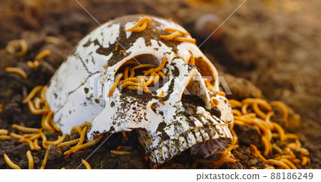 Maggots crawling on dead skull closeup photo 88186249