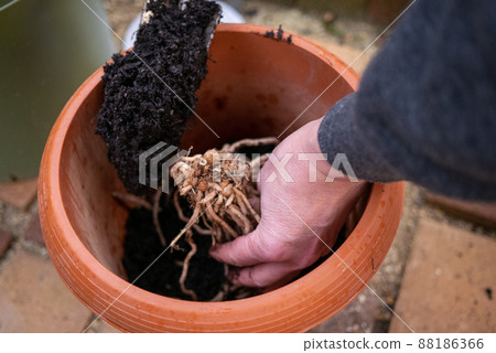 種植蘆筍苗 88186366