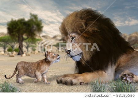 In the savanna, a male lion with a big mane greets a child lion who walks up 88186586