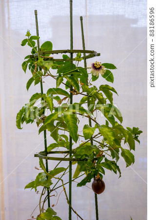 室內種植的開花百香果盆栽 88186596