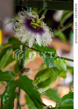 Passion fruit flowers grown indoors Passion fruit flowers grown indoors 88186648