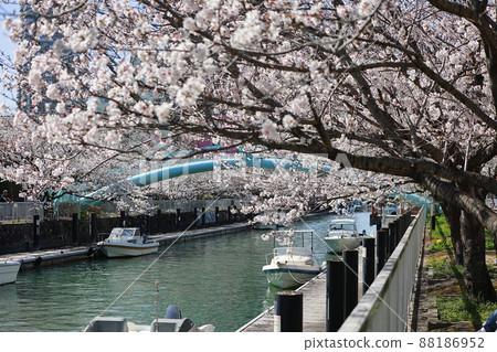 A row of cherry blossom trees along the Horikawa 88186952