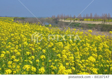 Rape blossoms spreading along the banks of the Arakawa Iruma River in Kawagoe City, Saitama Prefecture Rape blossoms spreading along the banks of the Arakawa Iruma River in Kawagoe City, Saitama Prefecture 88187147