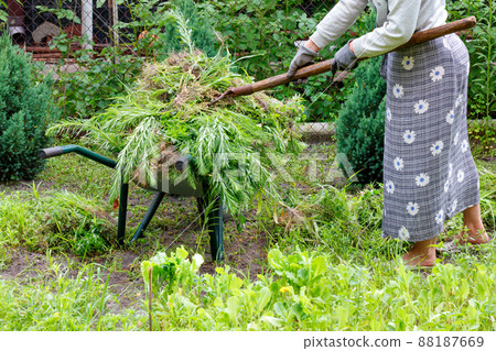 A woman from her garden loads weeded plants with metal pitchforks into a garden wheelbarrow. A woman from her garden loads weeded plants with metal pitchforks into a garden wheelbarrow. 88187669
