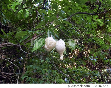 Moria frog egg mass (Akita City Toyoiwa Kunimi Line) 88187833