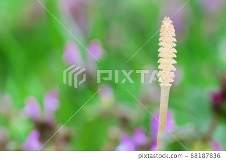 在henbit的花朵旁邊生長的Tsukushimbo 88187836