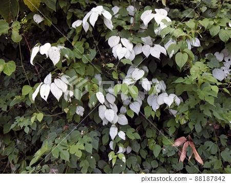 Actinidia polygama (Shimohamahatta, Akita City) Actinidia polygama (Shimohamahatta, Akita City) 88187842