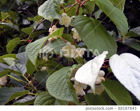 Male flower of Actinidia polygama (Shimohamahatta, Akita City) Male flower of Actinidia polygama (Shimohamahatta, Akita City) 88187843