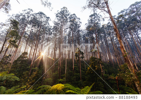 The Black Spur near Narbethong in Australia 88188493
