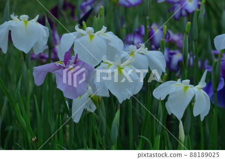 像玫瑰一樣優雅地綻放 88189025