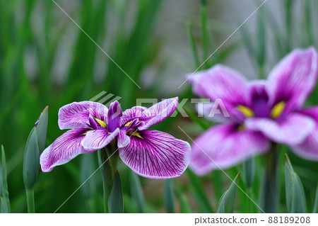 Bloom gracefully as a rose 88189208