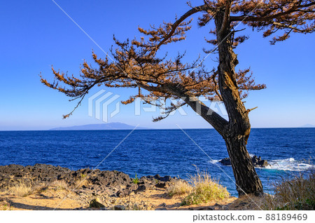 (Shizuoka Prefecture) Trees on the Jogasaki coast, superb view 88189469