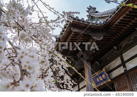 春天的行福寺，盛開的垂枝櫻花<愛知縣豐田市> 88190008