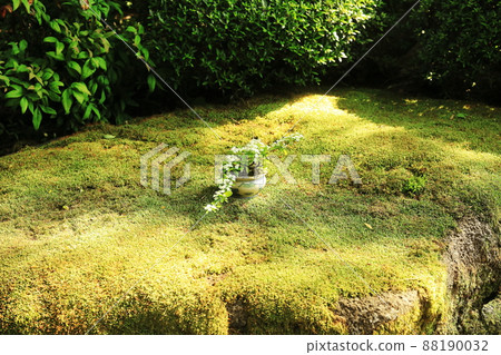 苔蘚花園 2 苔蘚花園 2 88190032