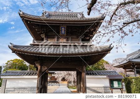 春天的行福寺,盛開的垂枝櫻花<愛知縣豐田市> 春天的行福寺,盛開的垂枝櫻花<愛知縣豐田市> 88190071