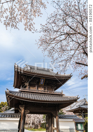 春天的行福寺,盛開的垂枝櫻花<愛知縣豐田市> 春天的行福寺,盛開的垂枝櫻花<愛知縣豐田市> 88190072