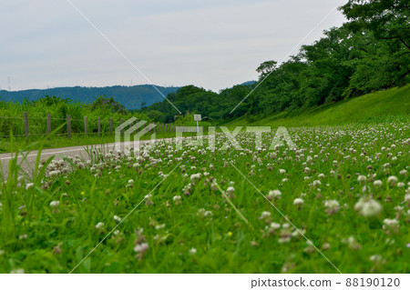 Clover carpet-Under the cherry blossoms of Sewaritei in Yodogawa River Park in early summer when there are no people Clover carpet-Under the cherry blossoms of Sewaritei in Yodogawa River Park in early summer when there are no people 88190120