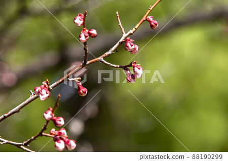 spring, buds, cherry blossoms 88190299