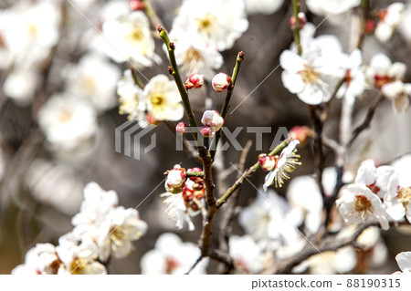 spring, buds, cherry blossoms spring, buds, cherry blossoms 88190315