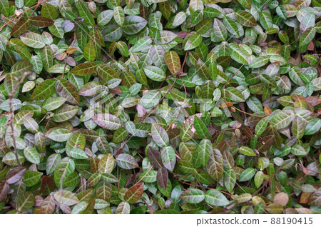 Young leaves of Asiatic jasmine Young leaves of Asiatic jasmine 88190415