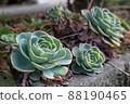 肉質植物石蓮花 88190465