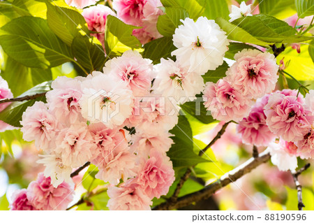 Peony cherry tree in full bloom 88190596