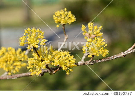 山茱萸黃花 山茱萸黃花 88190787