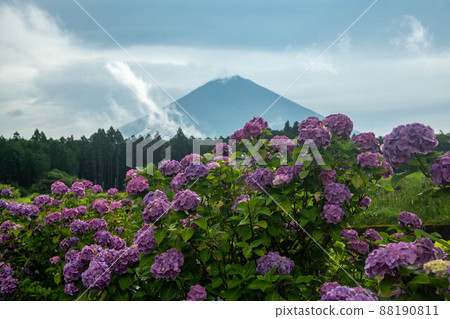 Hydrangea and Mt. Fuji from Fujinomiya City, Shizuoka Prefecture 88190811