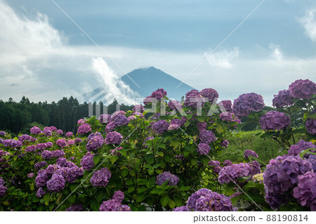 靜岡縣富士宮市的繡球花和富士山 88190814