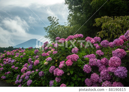 靜岡縣富士宮市的繡球花和富士山 88190815