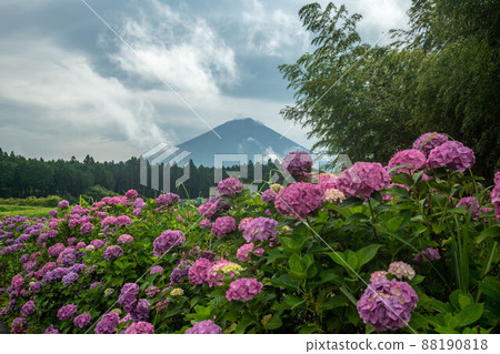 靜岡縣富士宮市的繡球花和富士山 88190818
